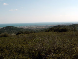 Massif de la Gardiole Garrigue