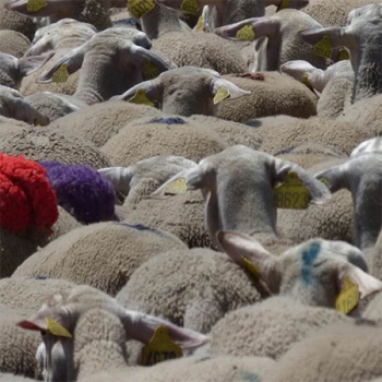 Fête de la transhumance au Mont Lozère