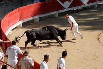 Courses camarguaises « La Palme d’Or » à Beaucaire