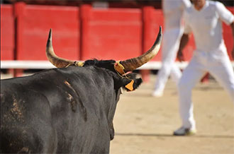La course camarguaise expliquée Beaucaire  Gard