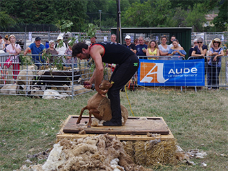 Foire aux bestiaux de Missègre Aude