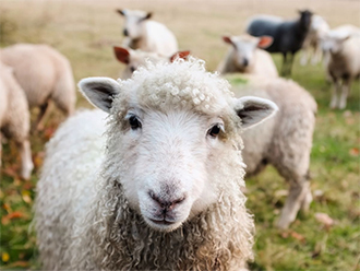 Foire agricole et artisanale Mouthoumet  Aude