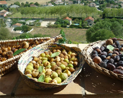 Les figues de Vézénobres