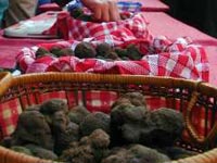 Fête de la Truffe - Clermont l'Hérault - Hérault.