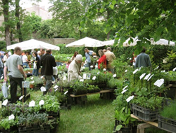 La Main Verte - Marché aux plantes - Le Vigan - Gard.