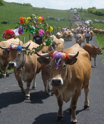 Fête de la Transhumance en Aubrac - Les Salces, Col de Bonnecombe - Lozère.