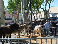 Foire aux bestiaux et marché de Pentecôte de Lunel - Hérault.