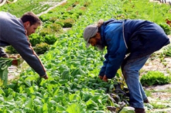 Maraîcher bio herault