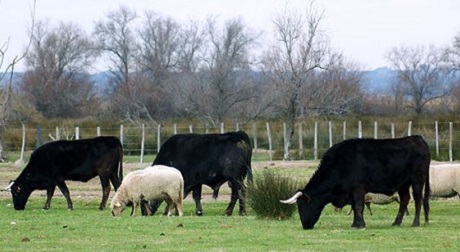 Les Délices du Scamandre, éleveurs de taureaux de Camargue