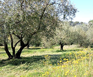 Oliveraie Barthélémy  Montoulieu Hérault