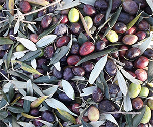 Olives Barthélémy Montoulieu Hérault