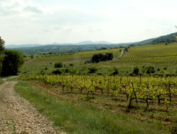 Vignes Puechabon