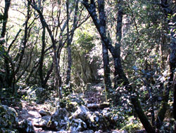 Forêt du Coutach - Corconne