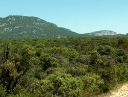 Bois de Lèque - pic Saint-Loup et Hortus