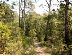 Bois de Lèque