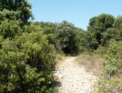 Bois de Lèque - Saint-Jean-De-Cuculles