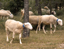 Brebis Sentier des charbonnières