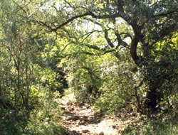 Sentier Castellas d'Aumelas