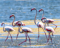 Flamants roses - Salins d'Aigues Mortes