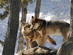 Parc animalier des Angles - Pyrénées-Orientales