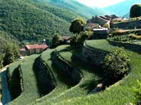 Culture de l'oignon des Cévénnes en terrasse - Taleyrac