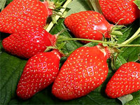 Fraise gariguette