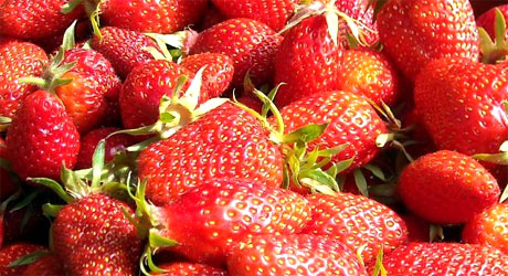 Fraises Languedoc-Roussillon