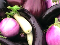 Variétés anciennes d'aubergines