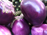 Aubergine rose