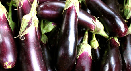 Aubergines du Languedoc