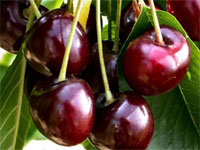 Cerises Burlat