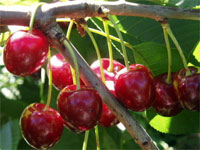 Cerises languedoc Roussillon