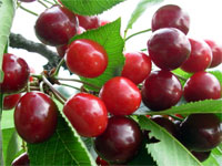 Cerises du Languedoc Roussillon