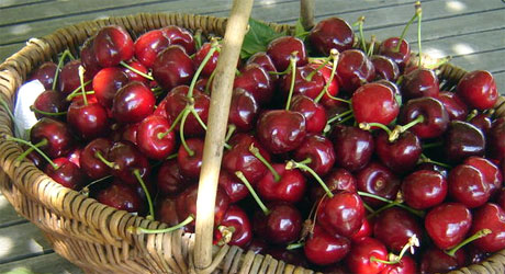 Cerises de Céret