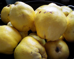 Coings