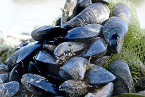 Moules de méditerranée