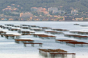Moules de Bouzigues - Etang de Thau