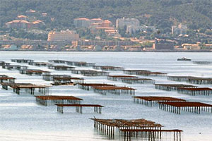 Moules de Bouzigues - Etang de Thau