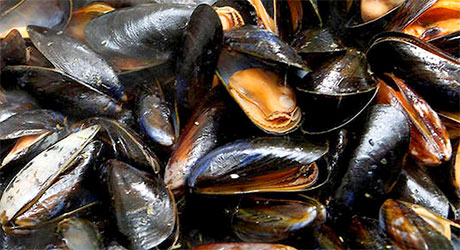 Moules de Bouzigues