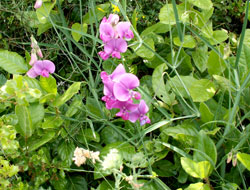 Plante de garrigue - Ambrussum