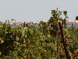 Vue sur Palavas-les-Flots - Maguelone - Hérault.