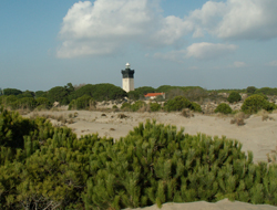 le Phare de la Pointe de l'Espiguette