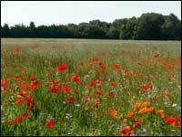 Domaine de Méric - prairie de fleurs 1