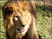 Lion de l'Atlas - Zoo de Lunaret 1