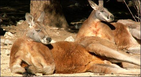 Parc zoologique de Lunaret - Montpellier