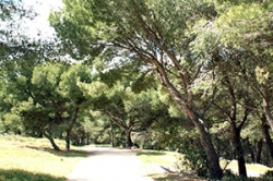 Forêt domaniale des Pierres blanches Sète